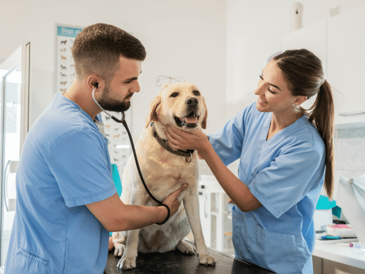 Orbital Shift Veterinary Staffing Software